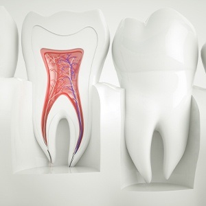 Animated inside of a healthy tooth that does not require root canal therapy